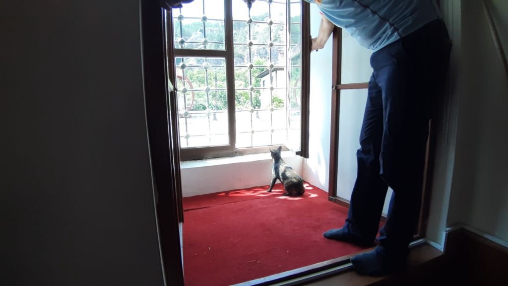 CAMİYE GİREN KEDİ MİNBERİN ARKASINA DÜŞTÜ