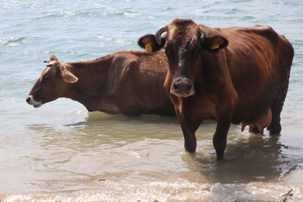 GÖLKÖY İNEKLERİN PLAJI OLDU...