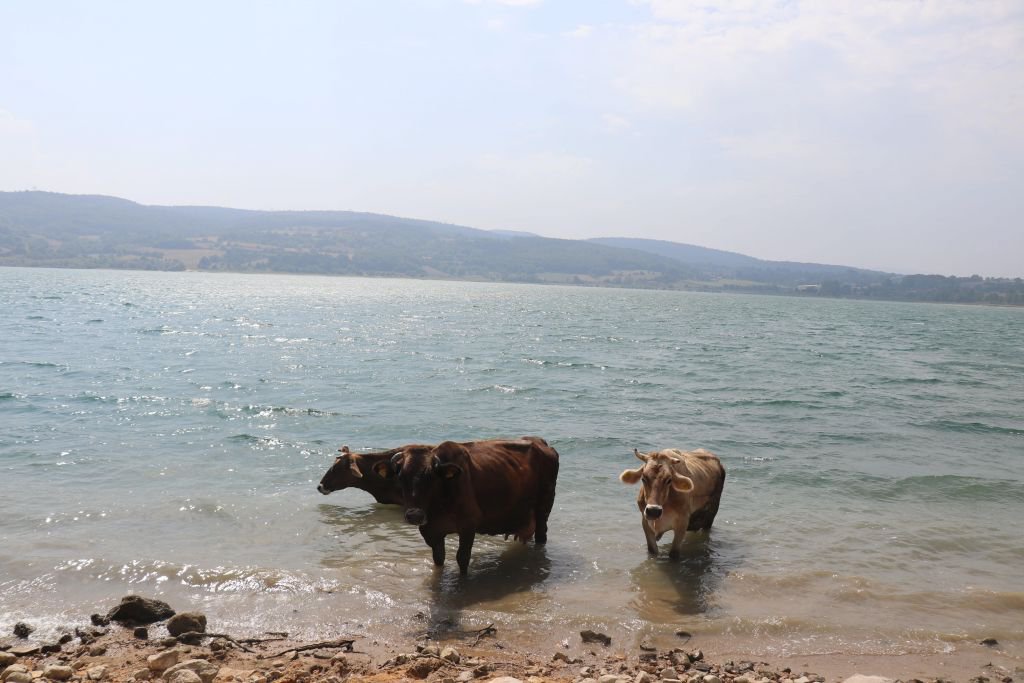 GÖLKÖY İNEKLERİN PLAJI OLDU...