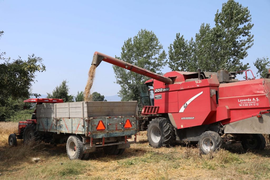IZA BUĞDAYININ HASAT DÖNEMİ BAŞLADI