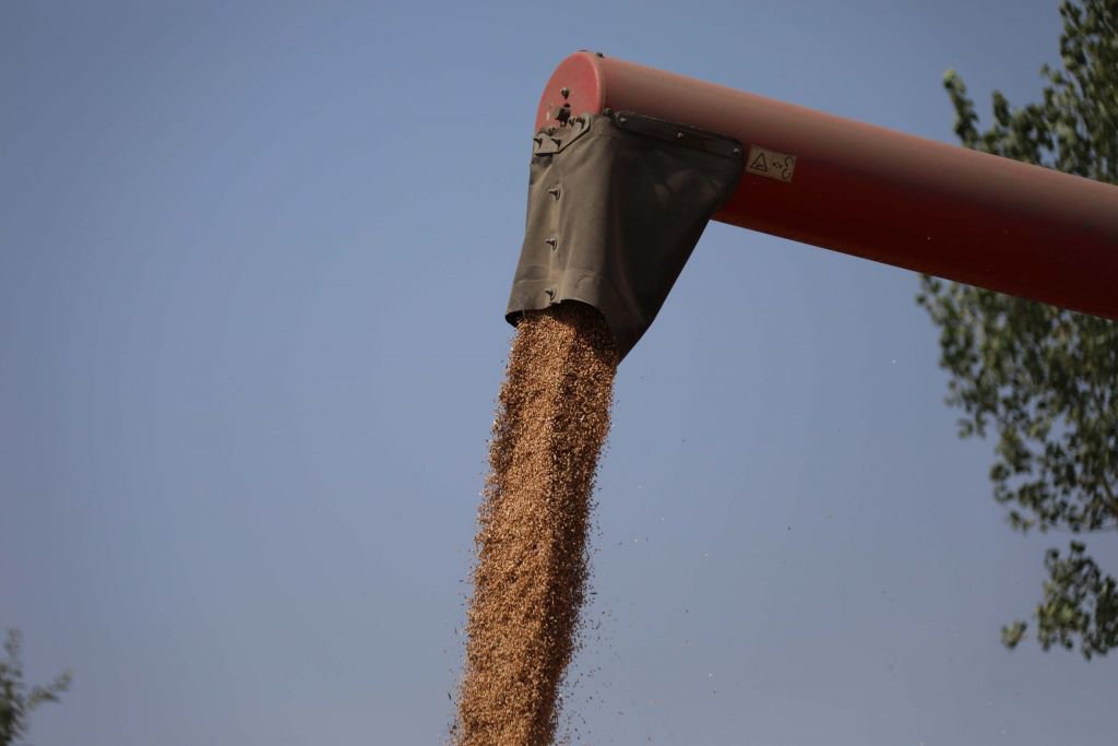 IZA BUĞDAYININ HASAT DÖNEMİ BAŞLADI