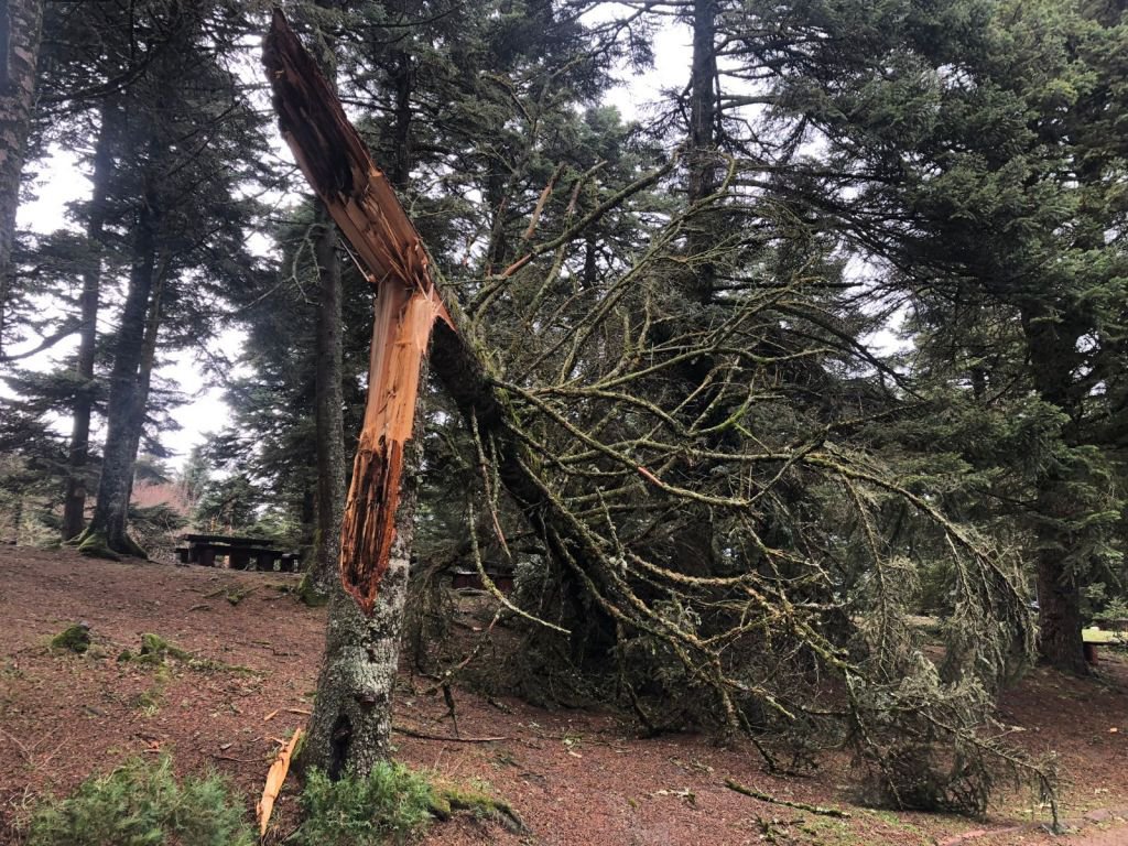LODOS DOĞA HARİKASI GÖLCÜK TABİAT PARKI'NI YIKTI GEÇTİ