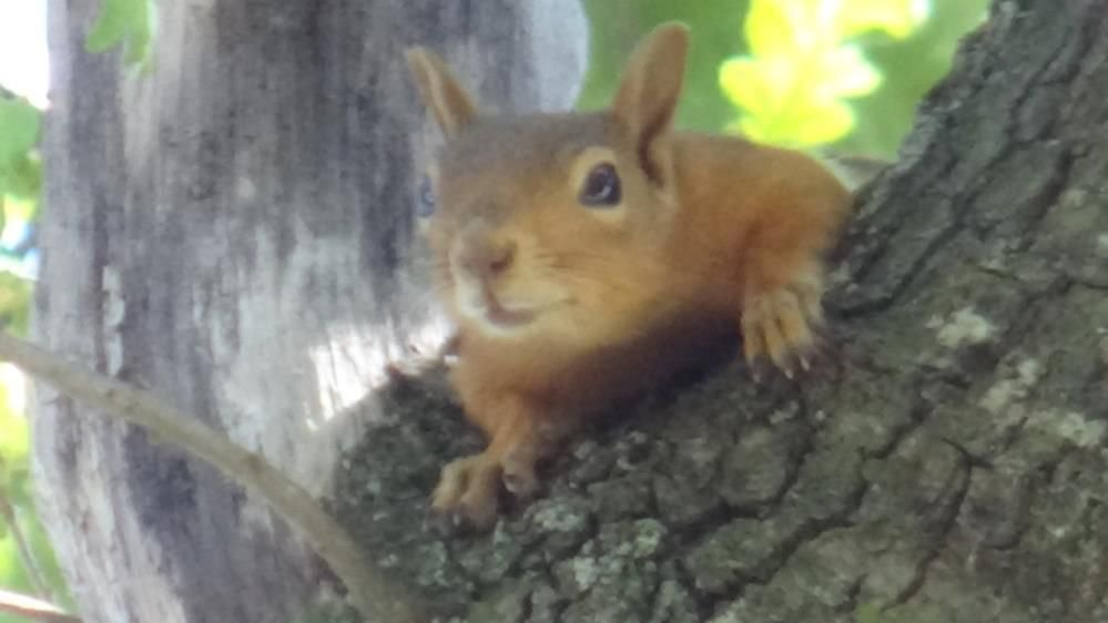 SİNCAPLAR İŞLETMENİN MASKOTU OLDU