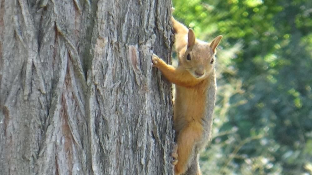 SİNCAPLAR İŞLETMENİN MASKOTU OLDU
