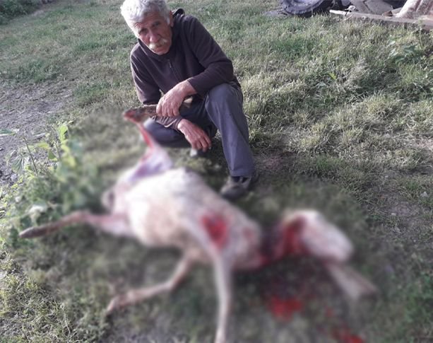 SÜRÜNÜN İÇİNE DALDILAR... 4 KOYUN TELEF OLDU...