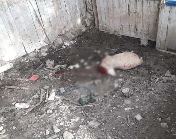 SÜRÜNÜN İÇİNE DALDILAR... 4 KOYUN TELEF OLDU...