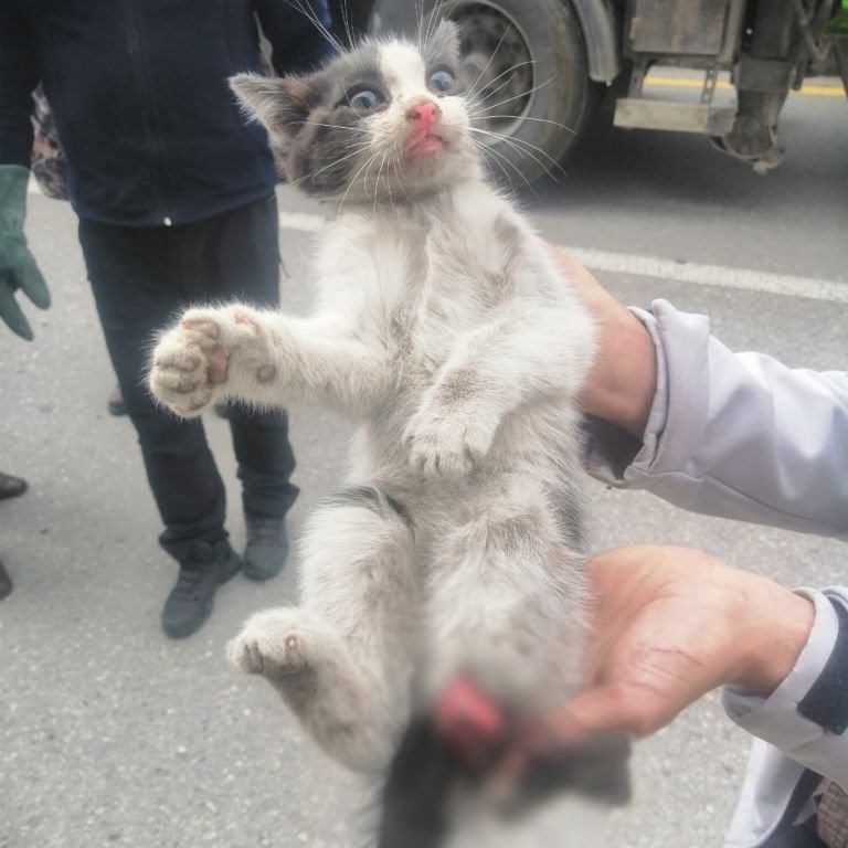YARAMAZ KEDİ YARALANDI...