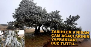 ÇAM AĞAÇLARININ YAPRAKLARI BUZ TUTTU...