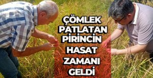 ÇÖMLEK PATLATAN PİRİNCİN HASAT ZAMANI GELDİ