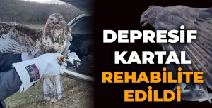 DEPRESİF KARTAL REHABİLİTE EDİLDİ