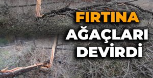 FIRTINA AĞAÇLARI DEVİRDİ