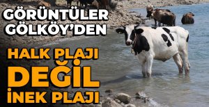 GÖLKÖY İNEKLERİN PLAJI OLDU...