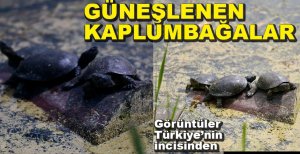 GÜNEŞLENEN KAPLUMBAĞALAR..