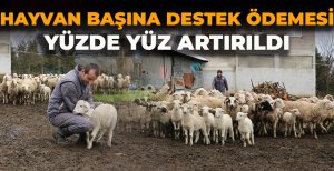 HAYVAN BAŞINA DESTEK ÖDEMESİ YÜZDE YÜZ ARTIRILDI