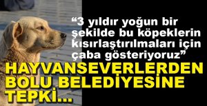 HAYVANSEVERLER BELEDİYEYE TEPKİLİ...