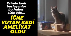 İĞNE YUTAN KEDİ AMELİYAT EDİLDİ