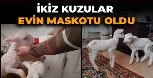 İKİZ KUZULAR EVİN MASKOTU OLDU
