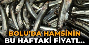 İŞTE BOLU'DAKİ HAMSİNİN FİYATI