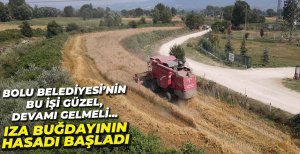 IZA BUĞDAYININ HASAT DÖNEMİ BAŞLADI