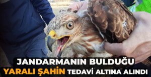 JANDARMANIN BULDUĞU YARALI ŞAHİN TEDAVİ ALTINA ALINDI
