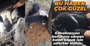 KANALİZASYON BORUSUNA SIKIŞAN KÖPEK KURTARILDI