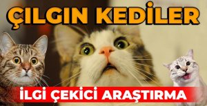KEDİLERİN BİR ÖZELLİĞİ DAHA KEŞFEDİLDİ