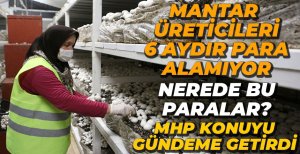 "MANTAR ÜRETİCİLERİ  AYDIR PARA ALAMIYOR"