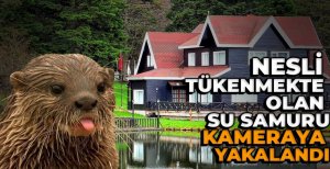 BOLU'DA NESLİ TÜKENMEKTE OLAN SU SAMURU KAMERALARA YAKALANDI