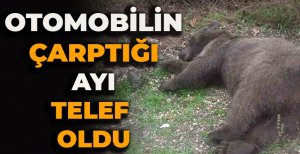 OTOMOBİLİN ÇARPTIĞI AYI TELEF OLDU