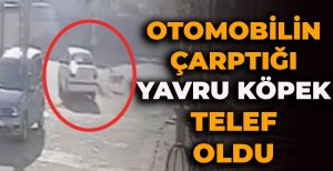 OTOMOBİLİN ÇARPTIĞI YAVRU KÖPEK TELEF OLDU
