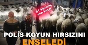 POLİS KOYUN HIRSIZINI ENSELEDİ