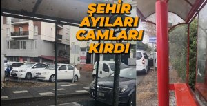 ŞEHİRDEKİ AYILAR CAMLARI KIRDI