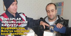 SİNCAPLAR ÖZGÜRLÜĞÜNE KAVUŞTU....