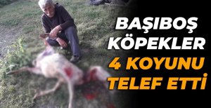 SÜRÜNÜN İÇİNE DALDILAR... 4 KOYUN TELEF OLDU...