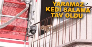 YARAMAZ KEDİ SALAMA TAV OLDU....