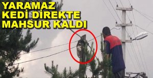 YARAMAZ KEDİ TELEFON DİREĞİNDE MAHSUR KALDI