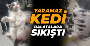 YARAMAZ KEDİ YARALANDI...