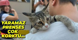 YARAMAZ KEDİNİN İMDADINA İTFAİYECİLER YETİŞTİ