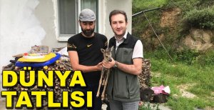 YAVRU KARACANIN İMDADINA YETİŞTİLER...