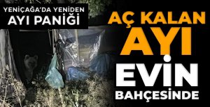 YENİÇAĞA'DA AYI PANİĞİ...