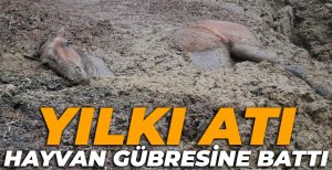 YILKI ATI'NIN ZOR ANLARI