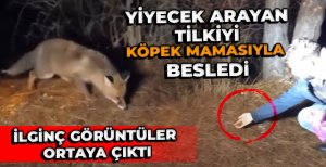 YİYECEK ARAYAN TİLKİYİ, KÖPEK MAMASIYLA BESLEDİ