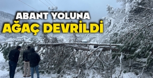 ABANT YOLUNA AĞAÇ DEVRİLDİ