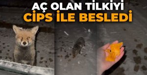 AÇ OLAN TİLKİYİ CİPS İLE BESLEDİ