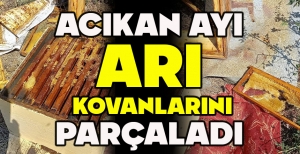 ACIKAN AYI  ARI KOVANLARINI PARÇALADI