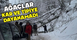 AĞAÇLAR KAR VE TİPİYE DAYANAMADI