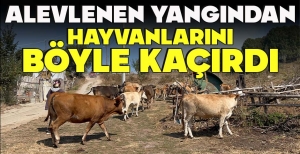 ALEVLENEN YANGINDAN HAYVANLARINI BÖYLE KAÇIRDI