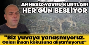 ANNESİZ YAVRU KURTLARI HER GÜN BESLİYOR