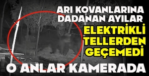 ARI KOVANLARINA DADANAN AYILAR ELEKTRİKLİ TELLERDEN GEÇEMEDİ: O ANLAR KAMERADA