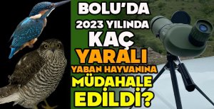 BOLU'DA 2023 YILINDA KAÇ YARALI YABAN HAYVANINA MÜDAHALE EDİLDİ?